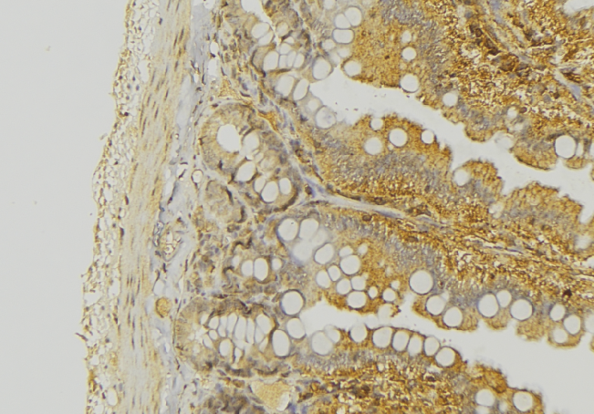 KRT20 / CK20 / Cytokeratin 20 Antibody - 1:100 staining mouse colon tissue by IHC-P. The sample was formaldehyde fixed and a heat mediated antigen retrieval step in citrate buffer was performed. The sample was then blocked and incubated with the antibody for 1.5 hours at 22°C. An HRP conjugated goat anti-rabbit antibody was used as the secondary.