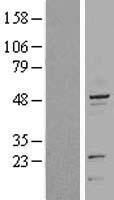 KRT20 / CK20 / Cytokeratin 20 Protein - Western validation with an anti-DDK antibody * L: Control HEK293 lysate R: Over-expression lysate