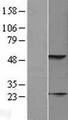 KRT23 / Keratin 23 Protein - Western validation with an anti-DDK antibody * L: Control HEK293 lysate R: Over-expression lysate