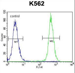 KRT25 / Keratin 25 Antibody - KRT25 Antibody flow cytometry of K562 cells (right histogram) compared to a negative control cell (left histogram). FITC-conjugated goat-anti-rabbit secondary antibodies were used for the analysis.