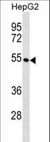 KRT26 / Keratin 26 Antibody - KRT26 Antibody western blot of HepG2 cell line lysates (35 ug/lane). The KRT26 antibody detected the KRT26 protein (arrow).