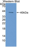 KRT3 / CK3 / Cytokeratin 3 Antibody - Western blot of recombinant KRT3 / CK3 / Cytokeratin 3.