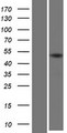 KRT32 / Keratin 32 / KRTHA2 Protein - Western validation with an anti-DDK antibody * L: Control HEK293 lysate R: Over-expression lysate