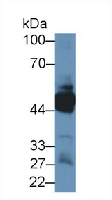 KRT33A / Keratin 33A / KRTHA3A Antibody - Western Blot; Sample: Human Lung lysate; Primary Ab: 1µg/ml Rabbit Anti-Human KRT33A Antibody Second Ab: 0.2µg/mL HRP-Linked Caprine Anti-Rabbit IgG Polyclonal Antibody