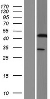 KRT33A / Keratin 33A / KRTHA3A Protein - Western validation with an anti-DDK antibody * L: Control HEK293 lysate R: Over-expression lysate
