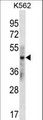 KRT33B / Keratin 33B / KRTHA3B Antibody - KRT33B Antibody western blot of K562 cell line lysates (35 ug/lane). The KRT33B antibody detected the KRT33B protein (arrow).