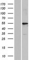 KRT39 / Cytokeratin 39 Protein - Western validation with an anti-DDK antibody * L: Control HEK293 lysate R: Over-expression lysate