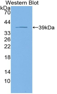 KRT4 / CK4 / Cytokeratin 4 Antibody - Western blot of recombinant KRT4 / CK4 / Cytokeratin 4.
