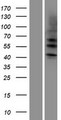 KRT4 / CK4 / Cytokeratin 4 Protein - Western validation with an anti-DDK antibody * L: Control HEK293 lysate R: Over-expression lysate