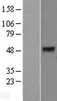 KRT40 / Hair Keratin KA36 Protein - Western validation with an anti-DDK antibody * L: Control HEK293 lysate R: Over-expression lysate
