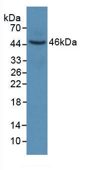 KRT6A / CK6A / Cytokeratin 6A Antibody - Western Blot; Sample: Recombinant KRT6A, Human.