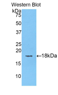 KRT6A / CK6A / Cytokeratin 6A Antibody - Western blot of recombinant KRT6A / Cytokeratin 6A.  This image was taken for the unconjugated form of this product. Other forms have not been tested.