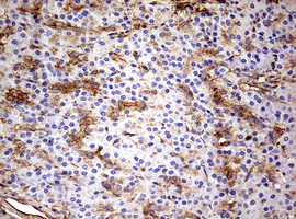 KRT7 / CK7 / Cytokeratin 7 Antibody - IHC of paraffin-embedded Human pancreas tissue using anti-KRT7 mouse monoclonal antibody. (Heat-induced epitope retrieval by 10mM citric buffer, pH6.0, 120°C for 3min).
