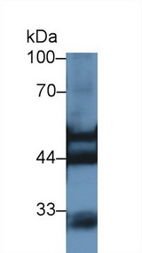 KRT7 / CK7 / Cytokeratin 7 Antibody - Western Blot; Sample: Rat Kidney lysate; Primary Ab: 1µg/ml Rabbit Anti-Rat KRT7 Antibody Second Ab: 0.2µg/mL HRP-Linked Caprine Anti-Rabbit IgG Polyclonal Antibody