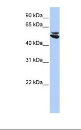 KRT7 / CK7 / Cytokeratin 7 Antibody - HepG2 cell lysate. Antibody concentration: 1.0 ug/ml. Gel concentration: 12%.  This image was taken for the unconjugated form of this product. Other forms have not been tested.