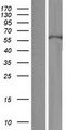 KRT71 / Keratin 71 Protein - Western validation with an anti-DDK antibody * L: Control HEK293 lysate R: Over-expression lysate