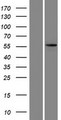 KRT73 / Keratin 73 Protein - Western validation with an anti-DDK antibody * L: Control HEK293 lysate R: Over-expression lysate