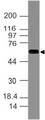 KRT77 / Keratin 77 / KRT1B Antibody - Fig-1: Expression analysis of KRT77. Anti-KRT77 antibody was tested at 2 µg/ml on A431 lysate.