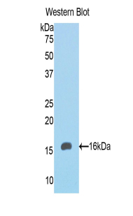 KRT8 / CK8 / Cytokeratin 8 Antibody - Western blot of recombinant KRT8 / CK8 / Cytokeratin 8.  This image was taken for the unconjugated form of this product. Other forms have not been tested.