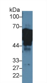 KRT8 / CK8 / Cytokeratin 8 Antibody - Western Blot; Sample: Human MCF7 cell lysate; Primary Ab: 2µg/ml Rabbit Anti-Human KRT8 Antibody Second Ab: 0.2µg/mL HRP-Linked Caprine Anti-Rabbit IgG Polyclonal Antibody (Catalog: SAA544Rb19