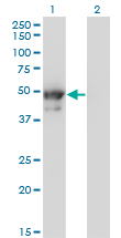 KRT8 / CK8 / Cytokeratin 8 Antibody - Western Blot analysis of KRT8 expression in transfected 293T cell line by KRT8 monoclonal antibody (M02), clone 3E3.Lane 1: KRT8 transfected lysate(53.7 KDa).Lane 2: Non-transfected lysate.