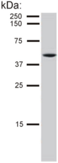 KRT8 / CK8 / Cytokeratin 8 Antibody - Detection of cytokeratin 8 in HeLa cell lysate by mouse monoclonal antibody C-51.