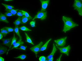 KRT8 / CK8 / Cytokeratin 8 Antibody - Immunofluorescent staining of HeLa cells using anti-KRT8 mouse monoclonal antibody.