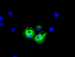 KRT8 / CK8 / Cytokeratin 8 Antibody - Immunofluorescent staining of A549 cells using anti-KRT8 mouse monoclonal antibody.