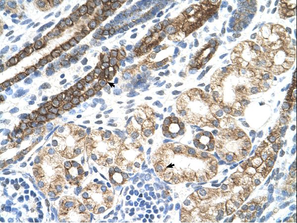 KRT8 / CK8 / Cytokeratin 8 Antibody - Human Kidney.  This image was taken for the unconjugated form of this product. Other forms have not been tested.