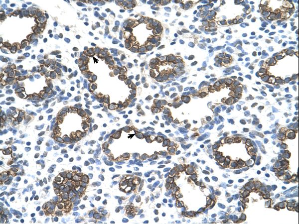 KRT8 / CK8 / Cytokeratin 8 Antibody - Human Lung.  This image was taken for the unconjugated form of this product. Other forms have not been tested.