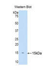 KRT81 / Keratin 81 / KRTHB1 Antibody - Western blot of recombinant KRT81 / KRTHB1 / MLN 137.