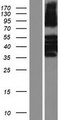 KRT81 / Keratin 81 / KRTHB1 Protein - Western validation with an anti-DDK antibody * L: Control HEK293 lysate R: Over-expression lysate