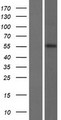 KRT82 / Keratin 82 / KRTHB2 Protein - Western validation with an anti-DDK antibody * L: Control HEK293 lysate R: Over-expression lysate