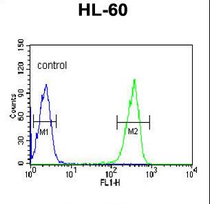 KRT9 / CK9 / Cytokeratin 9 Antibody - KRT9 Antibody (Center K317) flow cytometry of HL-60 cells (right histogram) compared to a negative control cell (left histogram). FITC-conjugated goat-anti-rabbit secondary antibodies were used for the analysis.