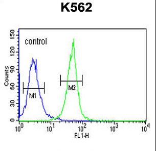 KRTAP1-1 Antibody - KRTAP1-1 Antibody flow cytometry of K562 cells (right histogram) compared to a negative control cell (left histogram). FITC-conjugated goat-anti-rabbit secondary antibodies were used for the analysis.
