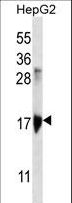 KRTAP1-3 Antibody - KRTAP1-3 Antibody western blot of HepG2 cell line lysates (35 ug/lane). The KRTAP1-3 antibody detected the KRTAP1-3 protein (arrow).