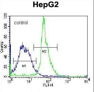 KRTAP1-3 Antibody - KRTAP1-3 Antibody flow cytometry of K562 cells (right histogram) compared to a negative control cell (left histogram). FITC-conjugated donkey-anti-rabbit secondary antibodies were used for the analysis.