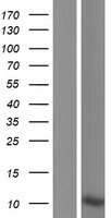 KRTAP17-1 Protein - Western validation with an anti-DDK antibody * L: Control HEK293 lysate R: Over-expression lysate
