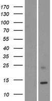 KRTAP19-1 Protein - Western validation with an anti-DDK antibody * L: Control HEK293 lysate R: Over-expression lysate