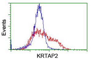 KRTAP2-4 Antibody - HEK293T cells transfected with either overexpress plasmid (Red) or empty vector control plasmid (Blue) were immunostained by anti-KRTAP2 antibody, and then analyzed by flow cytometry.