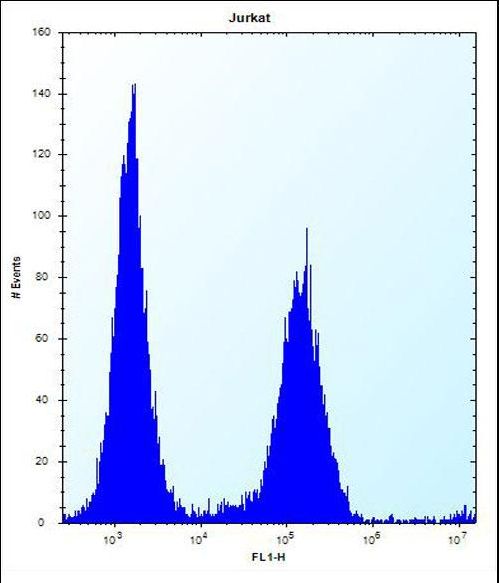 KRTAP25-1 Antibody - KRTAP25-1 Antibody flow cytometry of Jurkat cells (right histogram) compared to a negative control cell (left histogram). FITC-conjugated donkey-anti-rabbit secondary antibodies were used for the analysis.