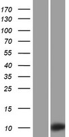 KRTAP3-2 Protein - Western validation with an anti-DDK antibody * L: Control HEK293 lysate R: Over-expression lysate