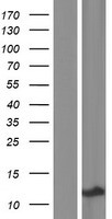 KRTAP3-3 Protein - Western validation with an anti-DDK antibody * L: Control HEK293 lysate R: Over-expression lysate