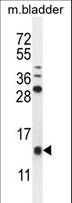 KRTCAP2 Antibody - KTAP2 Antibody western blot of mouse bladder tissue lysates (35 ug/lane). The KTAP2 antibody detected the KTAP2 protein (arrow).