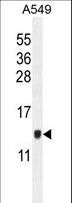 KRTCAP2 Antibody - KTAP2 Antibody western blot of A549 cell line lysates (35 ug/lane). The KTAP2 antibody detected the KTAP2 protein (arrow).