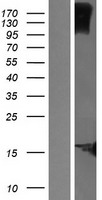 KRTCAP2 Protein - Western validation with an anti-DDK antibody * L: Control HEK293 lysate R: Over-expression lysate