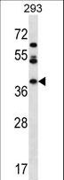 KSP32 / MIOX Antibody - MIOX Antibody western blot of 293 cell line lysates (35 ug/lane). The MIOX antibody detected the MIOX protein (arrow).