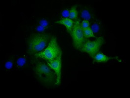 KSP32 / MIOX Antibody - Anti-MIOX mouse monoclonal antibody  immunofluorescent staining of COS7 cells transiently transfected by pCMV6-ENTRY MIOX.