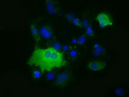 KSP32 / MIOX Antibody - Anti-MIOX mouse monoclonal antibody  immunofluorescent staining of COS7 cells transiently transfected by pCMV6-ENTRY MIOX.