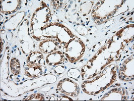 KSP32 / MIOX Antibody - IHC of paraffin-embedded Human Kidney tissue using anti-MIOX mouse monoclonal antibody.